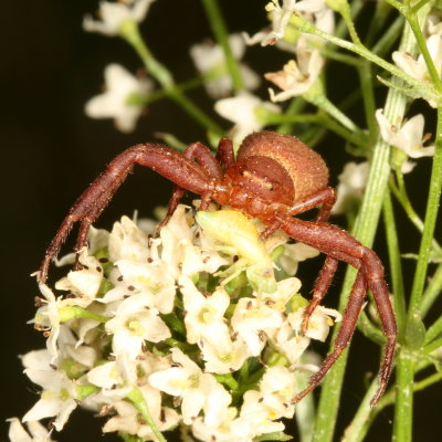 Genus Xysticus