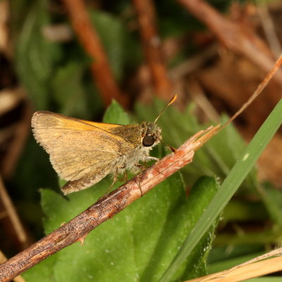 Tawny-edged Skipper