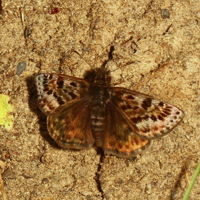 Mottled Duskywing