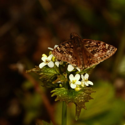 Mottled Duskywing
