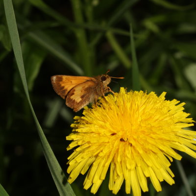 Hobomok Skipper