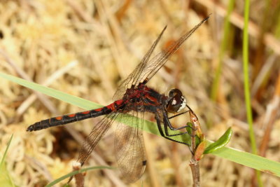 Hudsonian Whiteface ♂