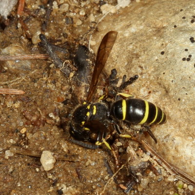 Ancistrocerus adiabatus