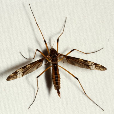 Tipula fuliginosa ♀ : Sooty Crane Fly