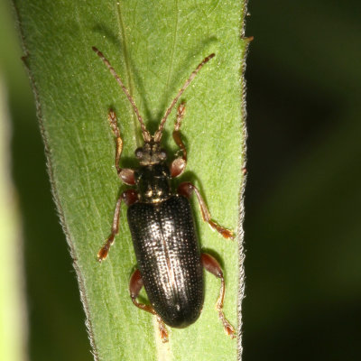 Genus Plateumaris