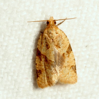 Hodges#3688 * Garden Tortrix * Clepsis peritana