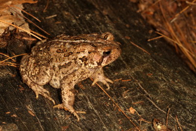 American Toad