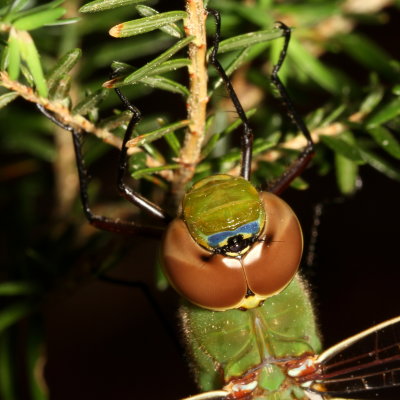 Common Green Darner