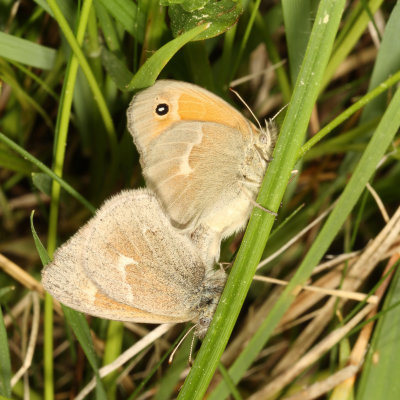 Common Ringlets