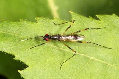 Rainieria antennaepes
