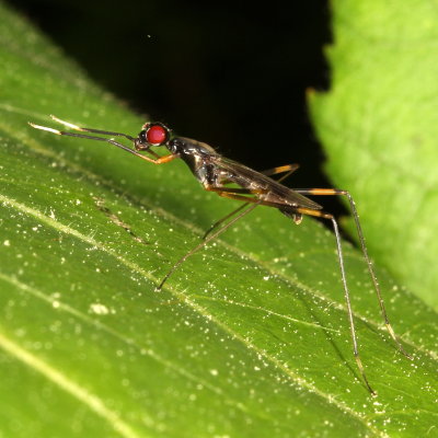 Rainieria antennaepes