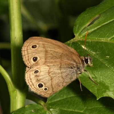 Little Wood Satyr