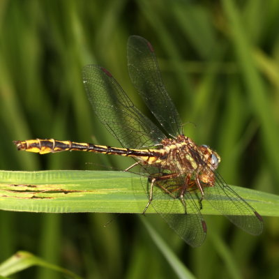 Lancet Clubtail