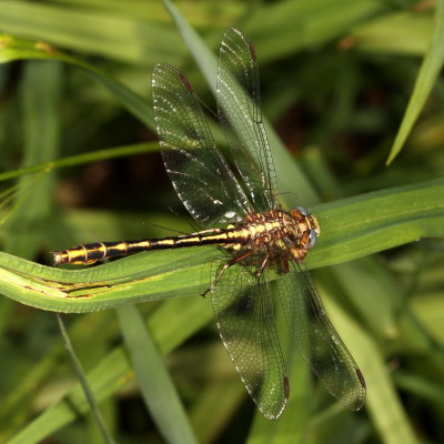 Lancet Clubtail