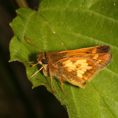 Peck's Skipper