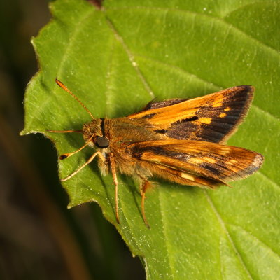 Peck's Skipper ♂