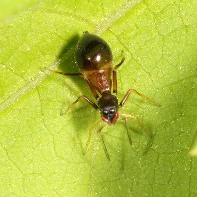 Synemosyna formica