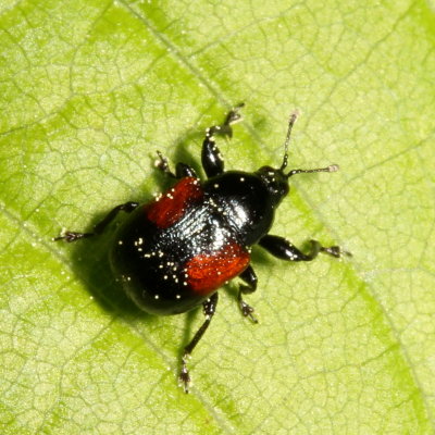 Synolabus bipustulatus * Oak Leafrolling Weevil