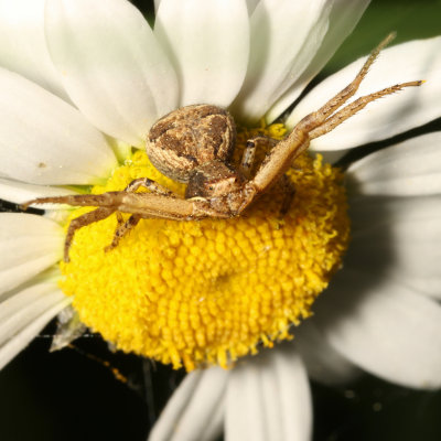 Genus Xysticus