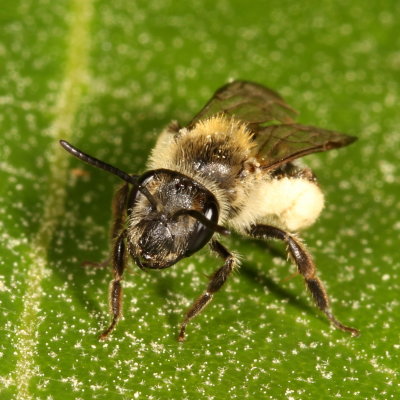 Genus Andrena