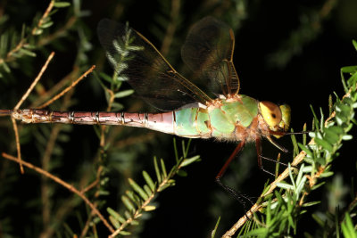 Common Green Darner