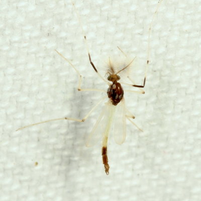 Tribe Chironomini ♂