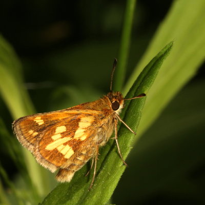 Peck's Skipper