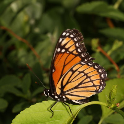 Viceroy