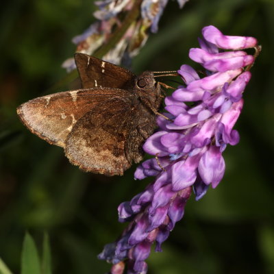 Northern Cloudywing