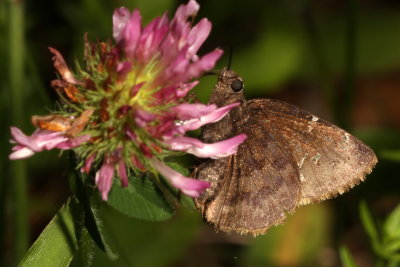 Northern Cloudywing