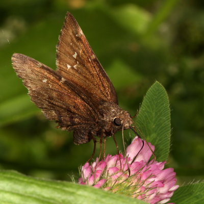 Northern Cloudywing