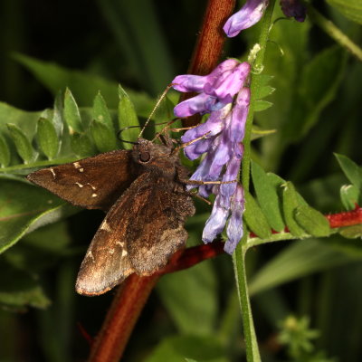 Northern Cloudywing