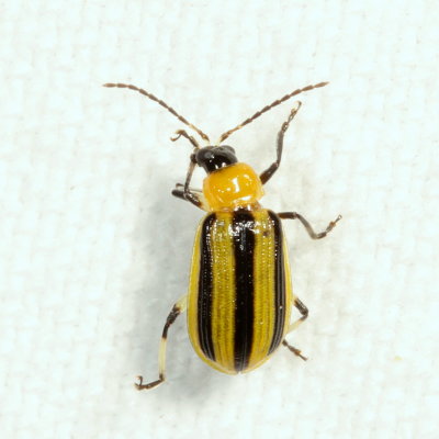 Acalymma vittatum