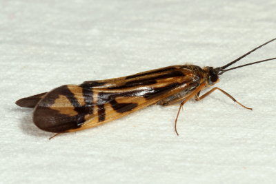 Hydropsychidae : Netspinning Caddisflies