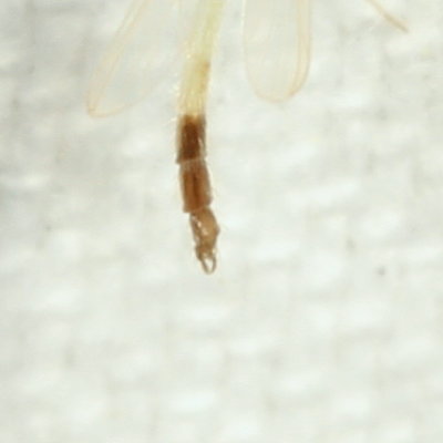 Tribe Chironomini ♂