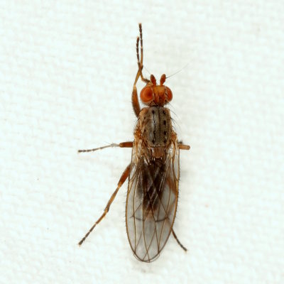 Heleomyzidae : Sun Flies