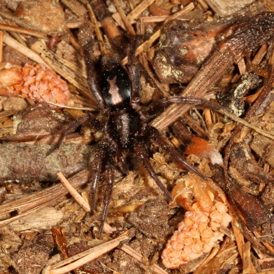 Herpyllus ecclesiasticus * Eastern Parson Spider