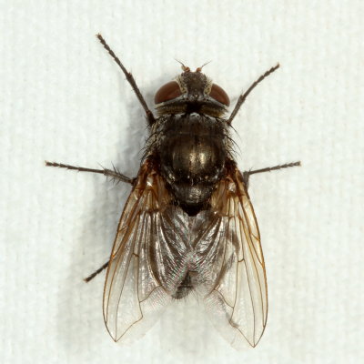 Genus Pollenia ♀