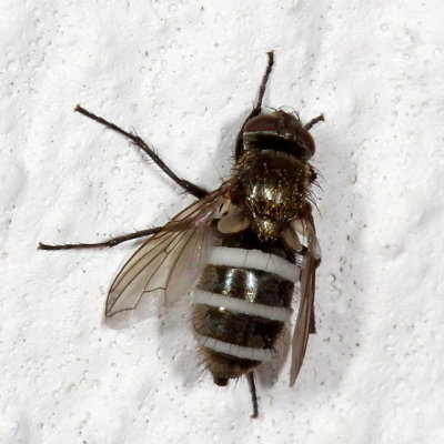 Pollenia with a fungus.