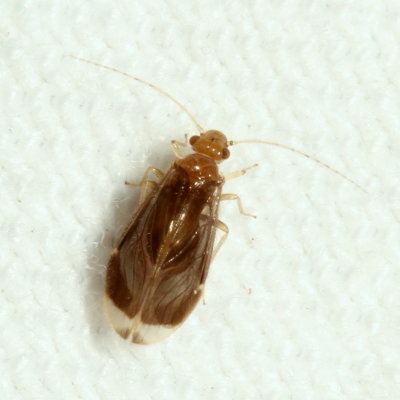 Polypsocus corruptus