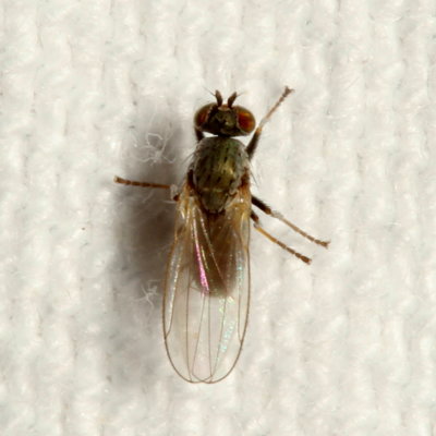 Genus Hydrellia