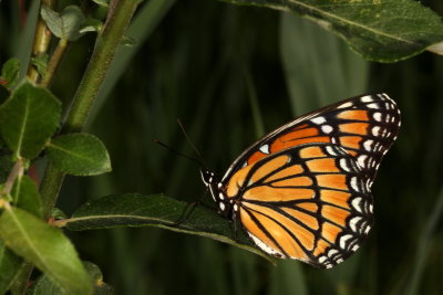 Viceroy