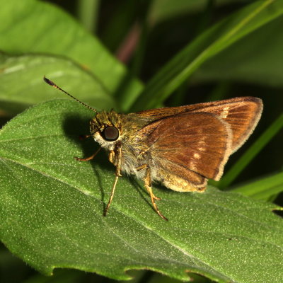 Little Glassywing