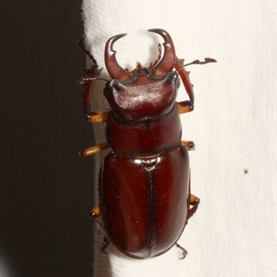 Lucanus capreolus ♂