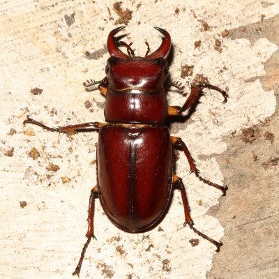 Lucanus capreolus ♂