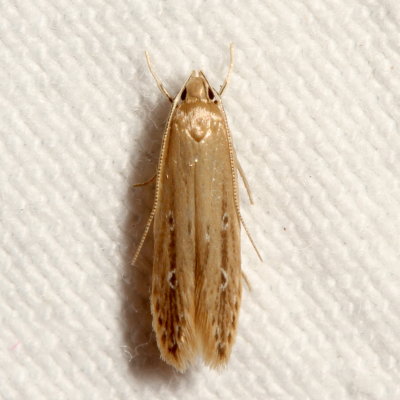 Hodges#1515 * Shy Cosmet * Limnaecia phragmitella 