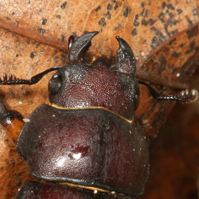 Lucanus capreolus ♀