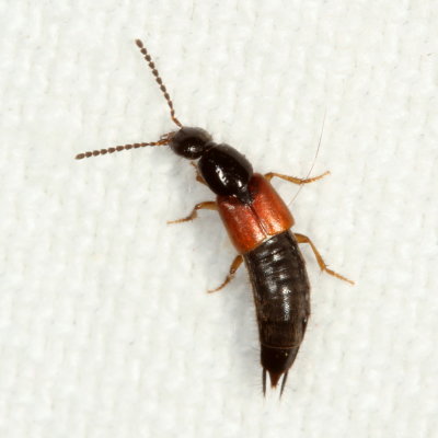 Subfamily Staphylininae : Large Rove Beetles