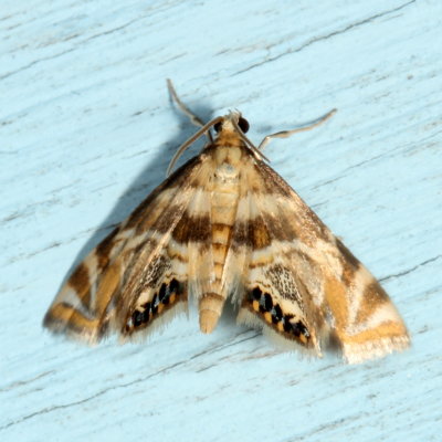 Hodges#4779 * Canadian Petrophila * Petrophila canadensis