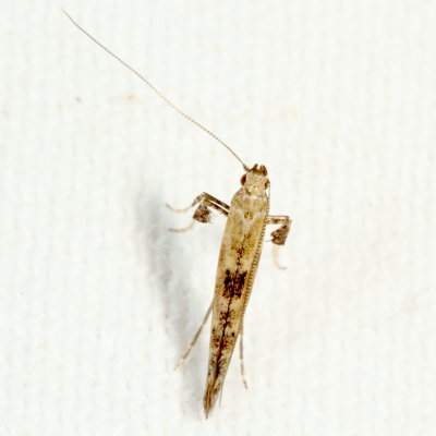 Caloptilia sp.